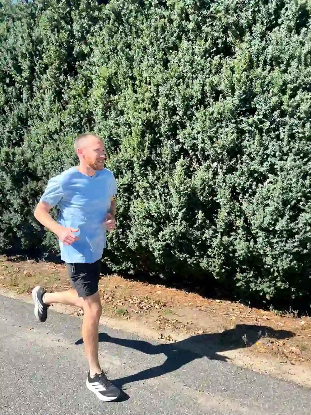 Man jogging beside tall green hedges in sunlight